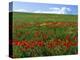 Naturalized Corn Poppies, Cache Valley, Utah, USA-Scott T. Smith-Premier Image Canvas