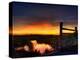 Nature 22-Brian Stevenson-Premier Image Canvas