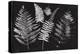 Nature by the Lake Ferns I Black-Piper Rhue-Stretched Canvas
