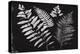 Nature by the Lake Ferns II Black-Piper Rhue-Stretched Canvas