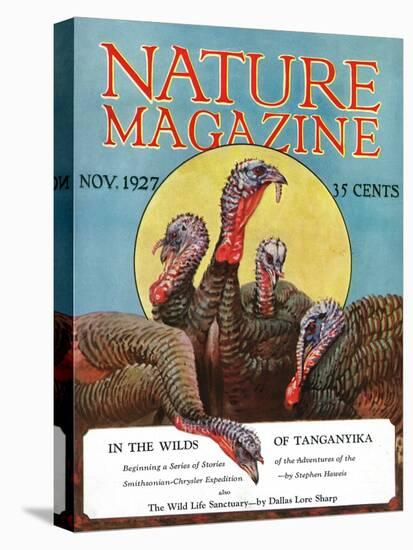 Nature Magazine - View of a Group of Turkeys, c.1927-Lantern Press-Stretched Canvas