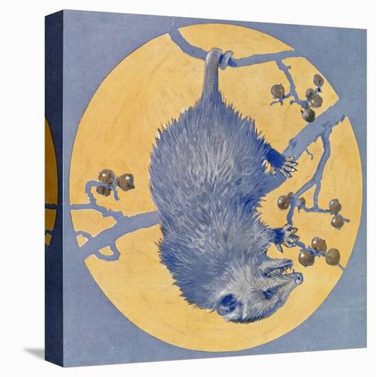 Nature Magazine - View of a Opossum Hanging Upside Down under a Full Moon, c.1926-Lantern Press-Stretched Canvas