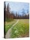 Nature Path-Gail Peck-Stretched Canvas