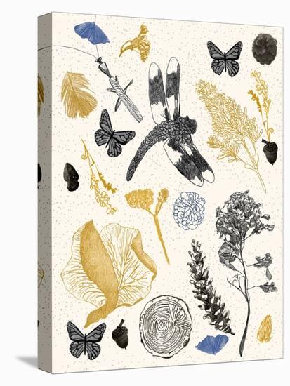 Nature's Field Guide Print-Cody Alice Moore-Stretched Canvas
