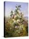 Nature's Glory-John Wainwright-Premier Image Canvas