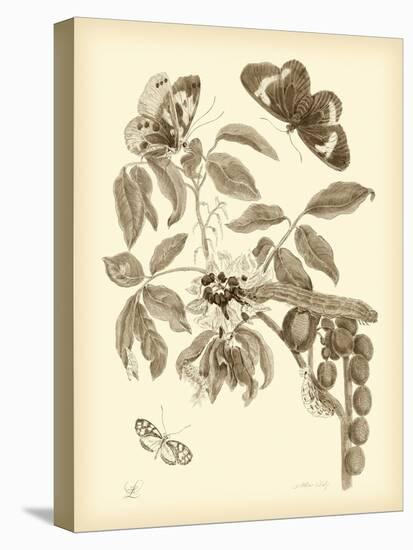 Nature Study in Sepia II-Maria Sibylla Merian-Stretched Canvas