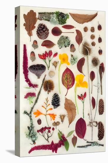 Nature Study of Autumn Leaves Flowers and Berry Fruit-marilyna-Premier Image Canvas