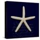Nautical Blue Starfish-Julie Greenwood-Stretched Canvas