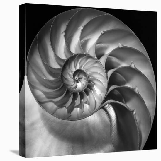 Nautilus 2-Moises Levy-Stretched Canvas
