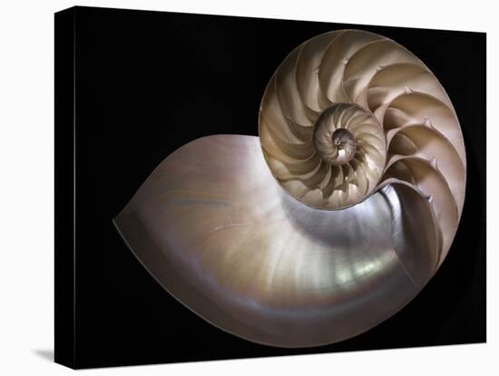 Nautilus 3-Moises Levy-Premier Image Canvas