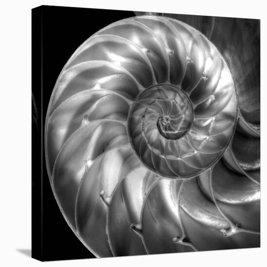 Nautilus 4-Moises Levy-Stretched Canvas