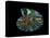 Nautilus I-LightBoxJournal-Premier Image Canvas