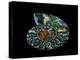 Nautilus I-LightBoxJournal-Premier Image Canvas