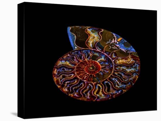 Nautilus II-LightBoxJournal-Premier Image Canvas