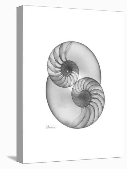 Nautilus Pair 2-Albert Koetsier-Stretched Canvas