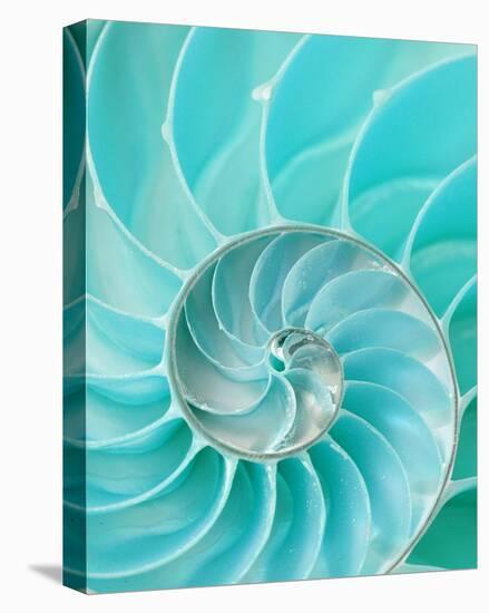 Nautilus Shell II-null-Stretched Canvas