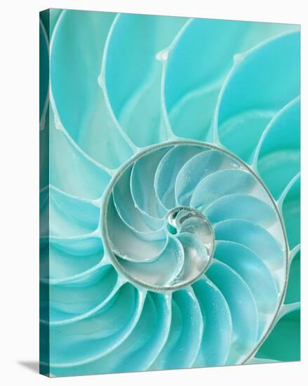 Nautilus Shell II-null-Stretched Canvas