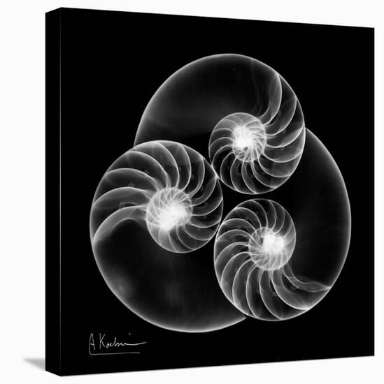 Nautilus Shell Xray-Albert Koetsier-Stretched Canvas