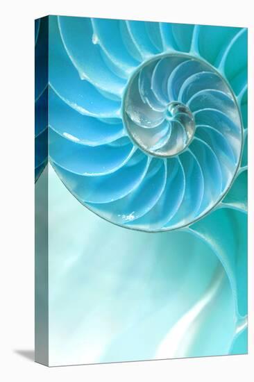 Nautilus Shell-null-Stretched Canvas