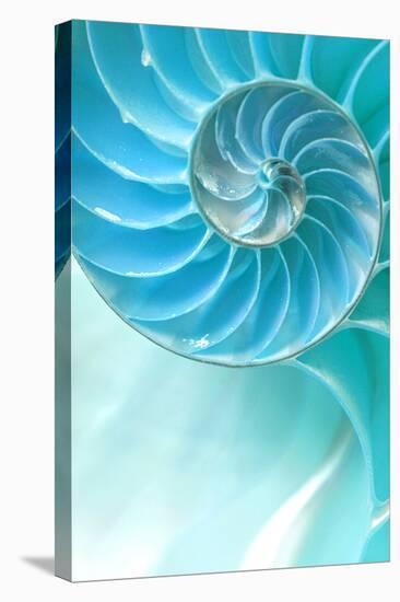 Nautilus Shell-null-Stretched Canvas