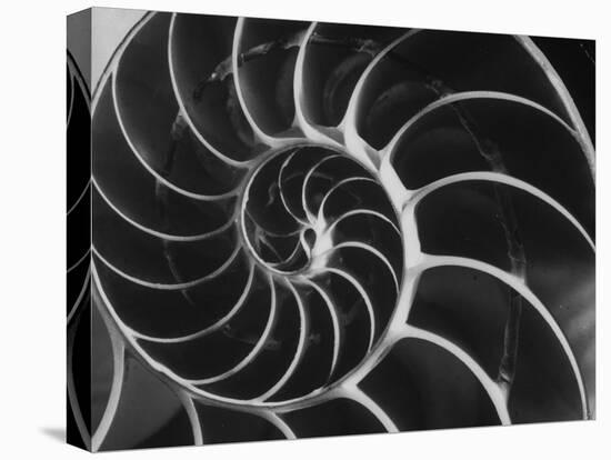 Nautilus Shell-Andreas Feininger-Premier Image Canvas