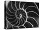 Nautilus Shell-Andreas Feininger-Premier Image Canvas