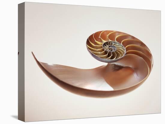 Nautilus Shell-Lawrence Lawry-Premier Image Canvas