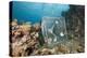 Nautilus Were Trapped from 300 Meters in the Night (Nautilus Belauensis), Micronesia, Palau-Reinhard Dirscherl-Premier Image Canvas