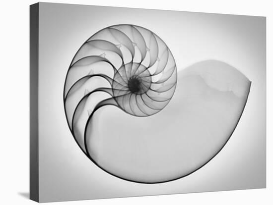 Nautilus Xray I-Moises Levy-Premier Image Canvas