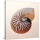 Nautilus-Tom Artin-Stretched Canvas
