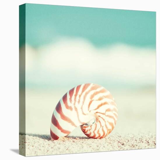 Nautilus-Carolyn Cochrane-Stretched Canvas