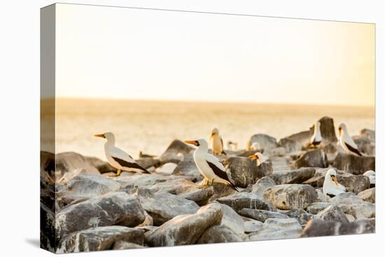 Nazca boobies, Espanola Island, Galapagos Islands, Ecuador, South America-Laura Grier-Premier Image Canvas