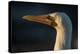 Nazca Booby (Sula Granti), Galapagos Islands, Ecuador-Pete Oxford-Premier Image Canvas