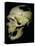 Neanderthal skull from France. Artist: Unknown-Unknown-Premier Image Canvas