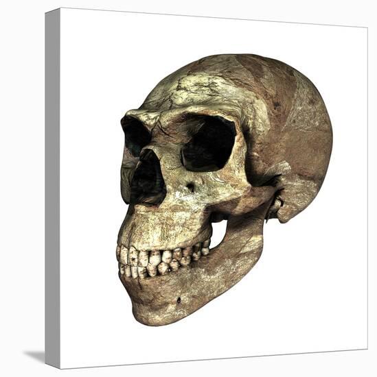 Neanderthal Skull-Friedrich Saurer-Premier Image Canvas