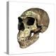 Neanderthal Skull-Friedrich Saurer-Premier Image Canvas