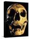 Neanderthal Skull-Javier Trueba-Premier Image Canvas