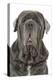 Neapolitan Mastiff-null-Premier Image Canvas