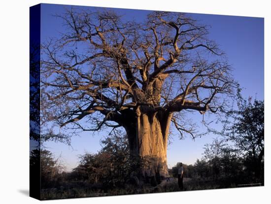 Near Gweta Baobab Tree in Evening with Dried Pods Hanging from Branches, Botswana-Lin Alder-Premier Image Canvas