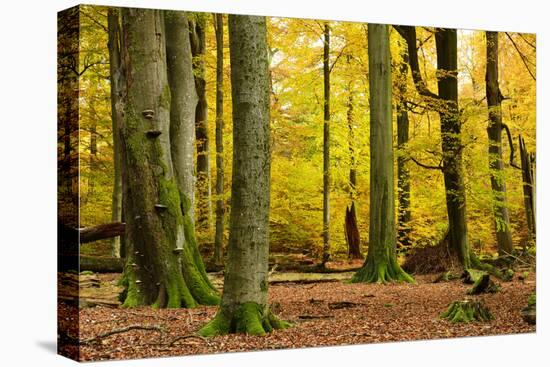 Nearly Natural Mixed Deciduous Forest with Old Oaks and Beeches in Autumn, Spessart Nature Park-Andreas Vitting-Premier Image Canvas