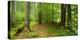 Nearly Natural Spruce Forest, Ammergau Alps, Saulgrub, Bavaria, Germany-Andreas Vitting-Premier Image Canvas