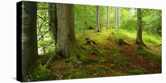 Nearly Natural Spruce Forest, Ammergau Alps, Saulgrub, Bavaria, Germany-Andreas Vitting-Premier Image Canvas