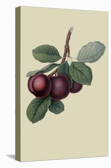 Nectarine Plum-William Hooker-Stretched Canvas