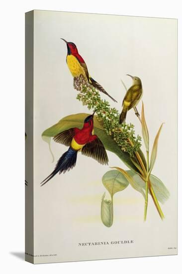 Nectarinia Gouldae from 'Tropical Birds'-John Gould-Premier Image Canvas