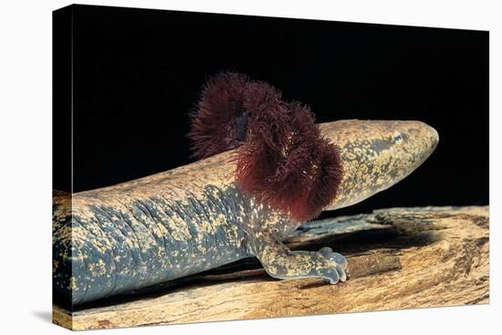 Necturus Maculosus (Common Mudpuppy)-Paul Starosta-Premier Image Canvas