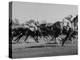 Needles in Kentucky Derby, Winner of the 82nd Running of the Most Famous of US Horse Races-Hank Walker-Premier Image Canvas