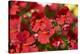 Nemesia, blossoms, red, close-up-David & Micha Sheldon-Premier Image Canvas