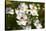 Nemesia, blossoms, white, close-up-David & Micha Sheldon-Stretched Canvas