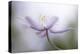 Nemorosa-Mandy Disher-Stretched Canvas