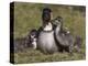 Nene, Branta Sandvicensis, Hawaiian Goose with Goslings, Burscough-Steve & Ann Toon-Premier Image Canvas